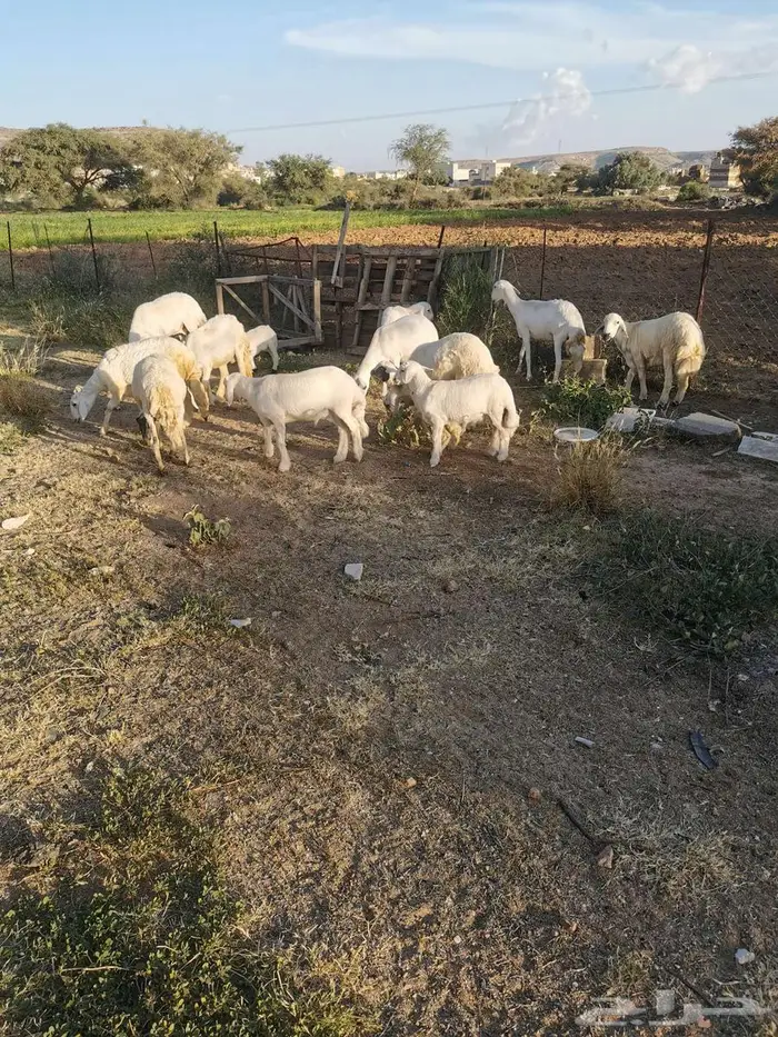 مقاني وبهم وخرفان للبيع في الواديين 1