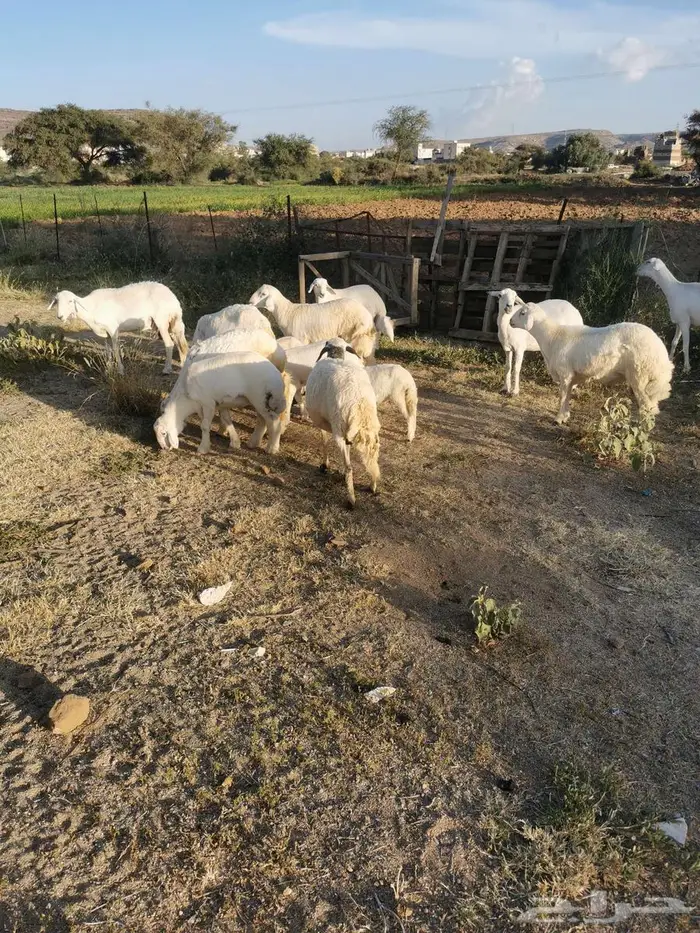 مقاني وبهم وخرفان للبيع في الواديين 3