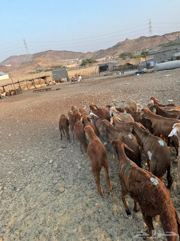 طليان سواكني حمري 0