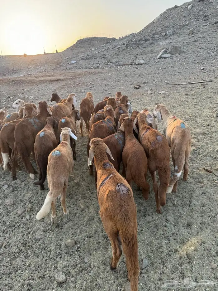 طليان سواكني حمري 1