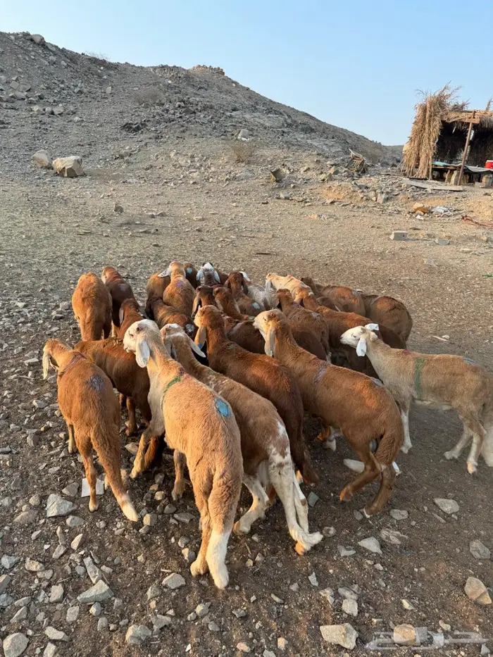 طليان سواكني حمري 2