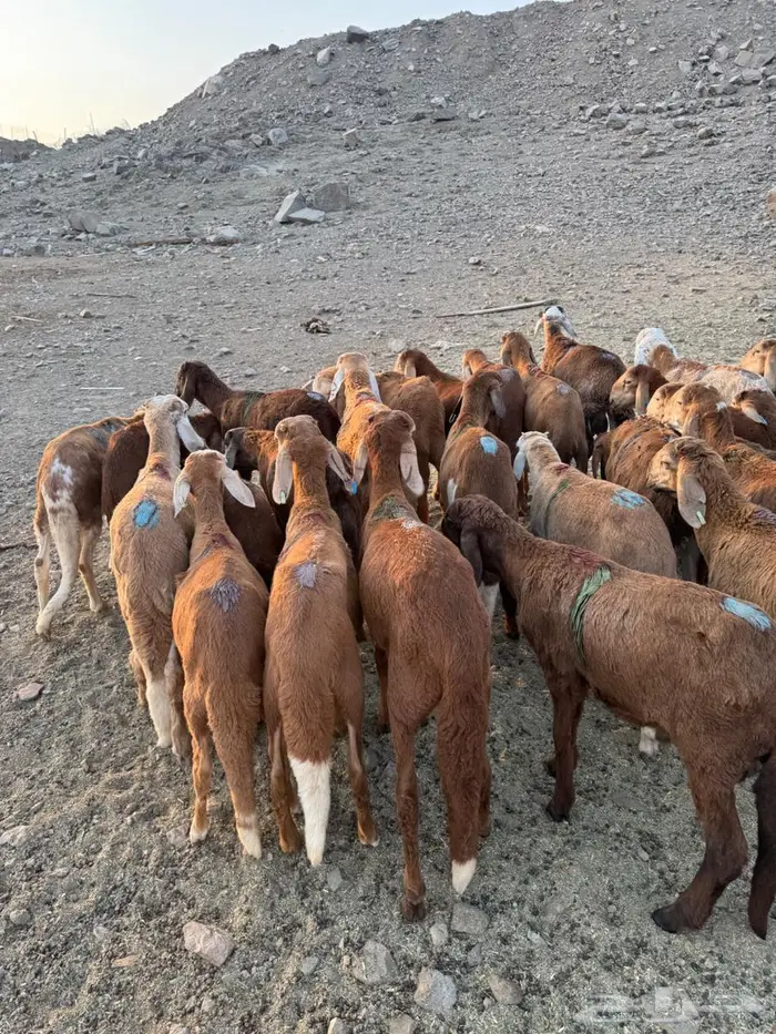 طليان سواكني حمري 3