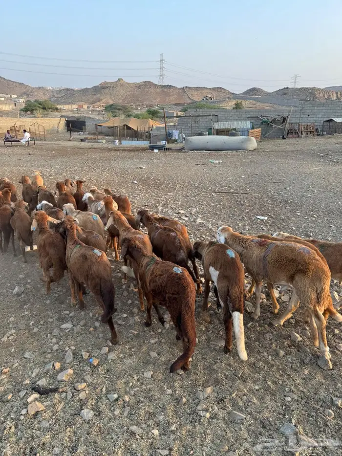 طليان سواكني حمري 4