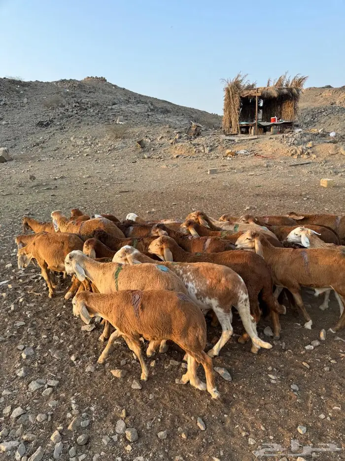 طليان سواكني حمري 5