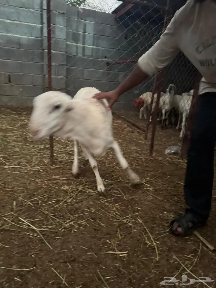 فحل بلدي فاخر 1