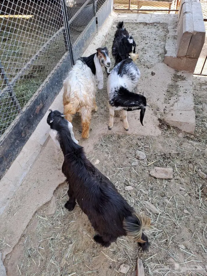 جفران تربيه 1
