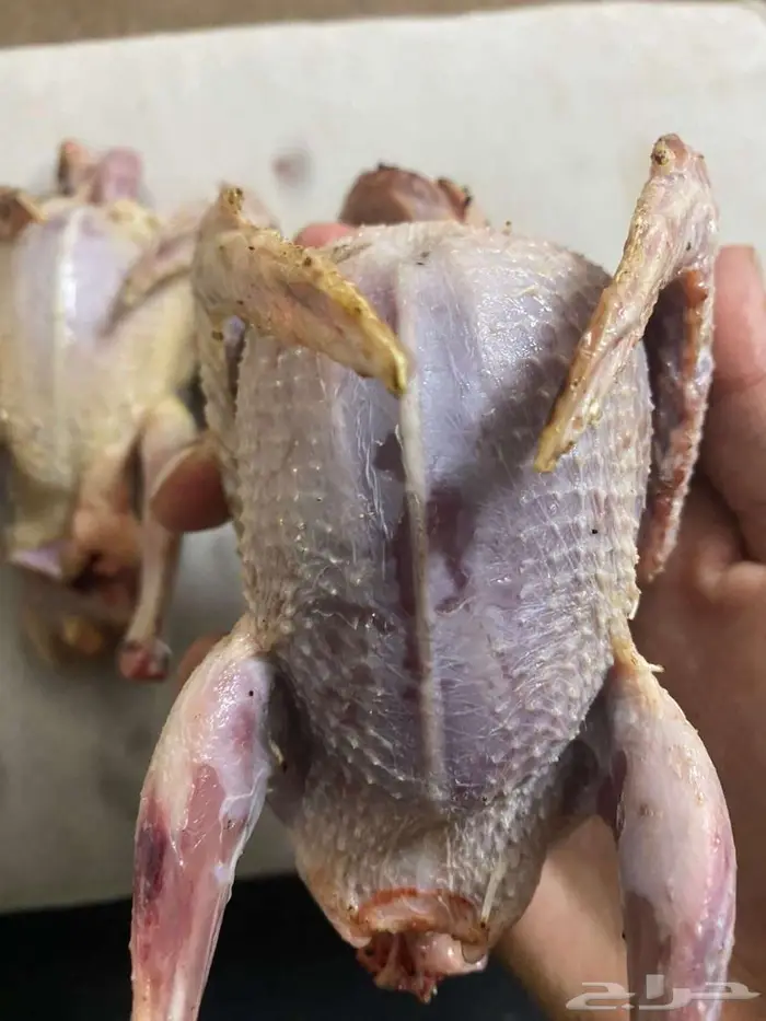 حمام زاجل فروخ صغار مذبوح جاهز ونظيف 5