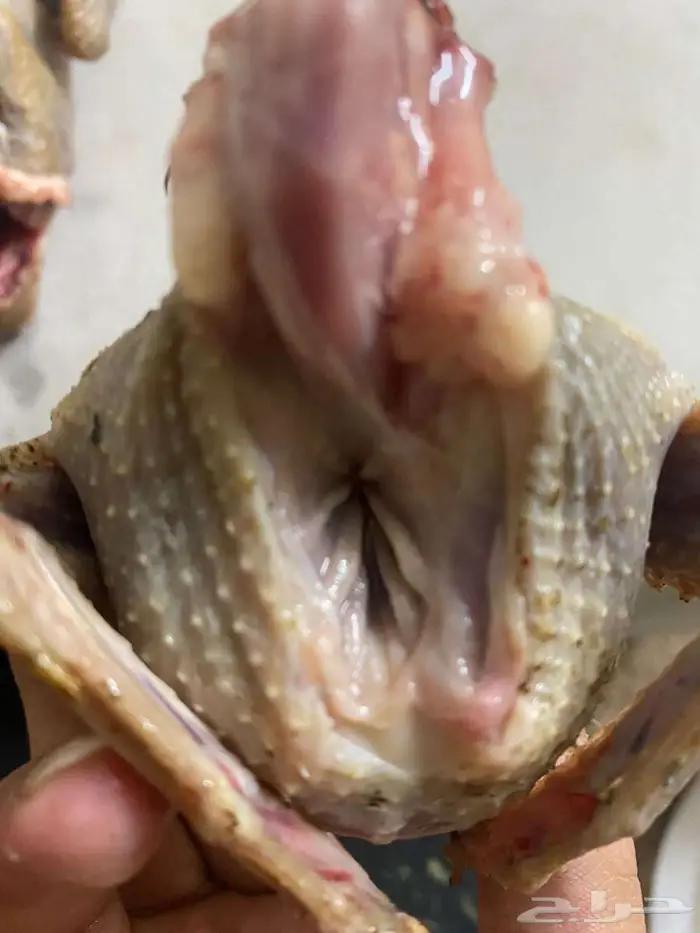 حمام زاجل فروخ صغار مذبوح جاهز ونظيف 2
