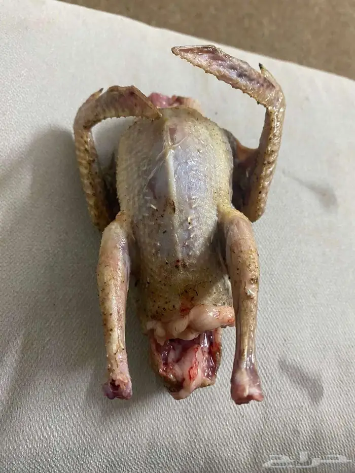 حمام زاجل فروخ صغار مذبوح جاهز ونظيف 1