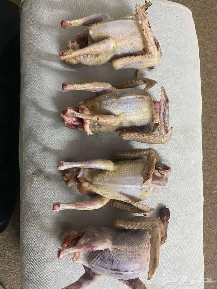 حمام زاجل فروخ صغار مذبوح جاهز ونظيف 3