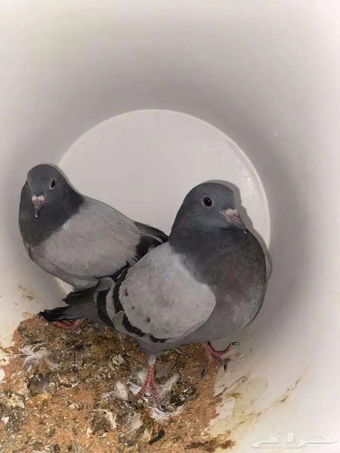 حمام زاجل فروخ صغار مذبوح جاهز ونظيف 0