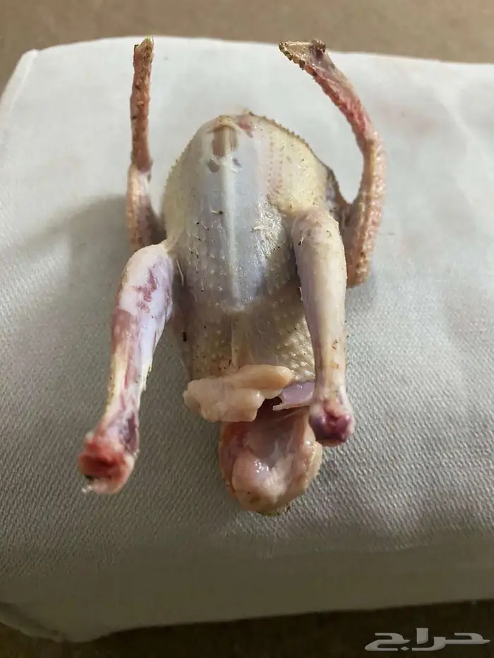 حمام زاجل فروخ صغار مذبوح جاهز ونظيف 4
