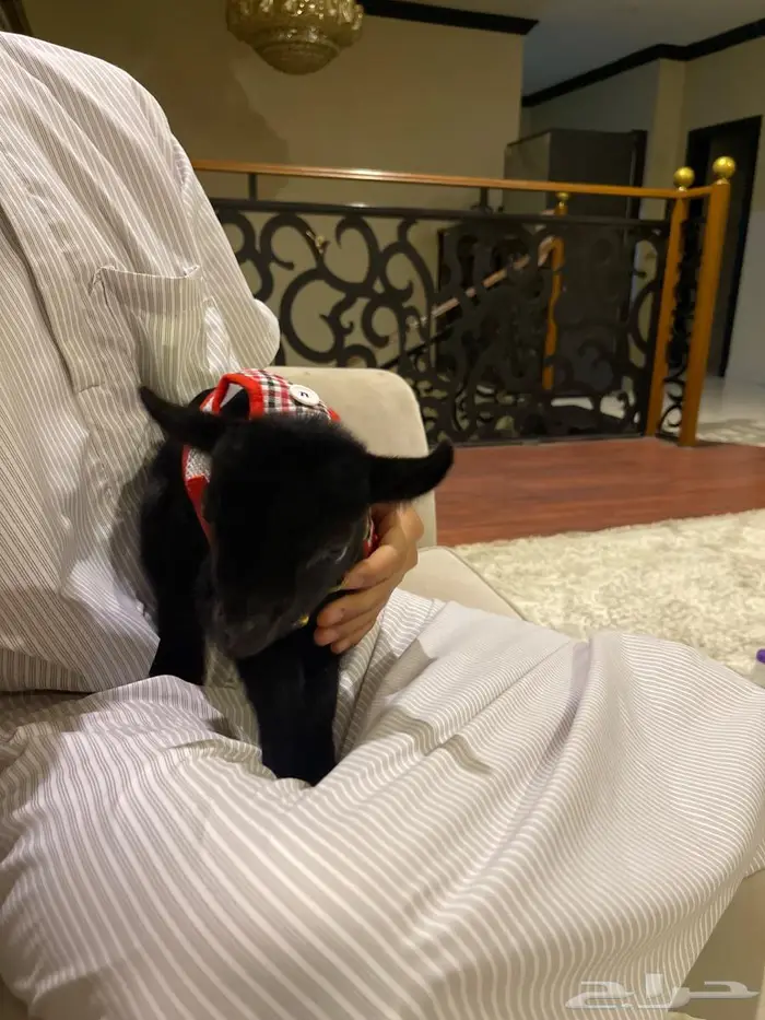 ماعز قزم بيور 0
