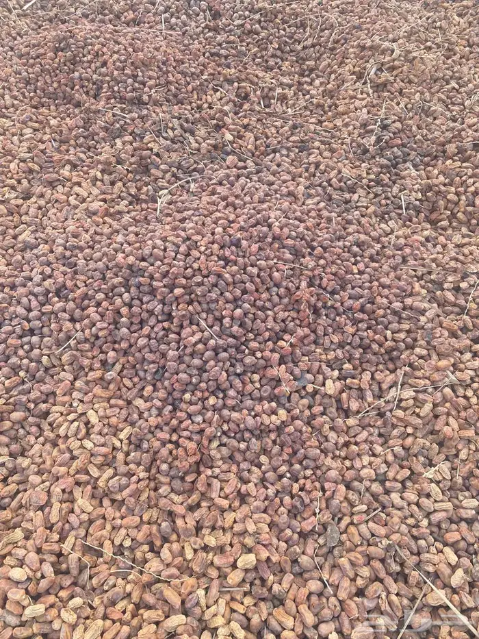 للبيع تمر علف ناشف مشكل نظيف الاحساء 3