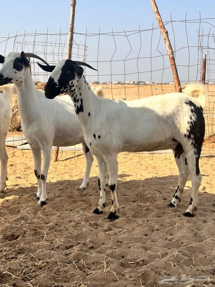 معزا بيشي 1