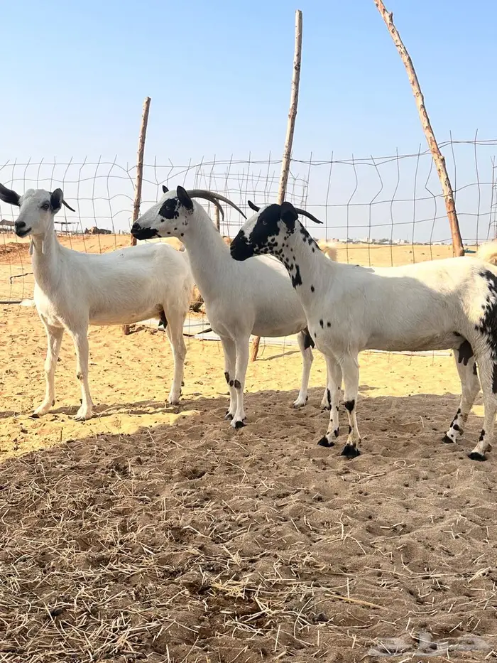 معزا بيشي 2