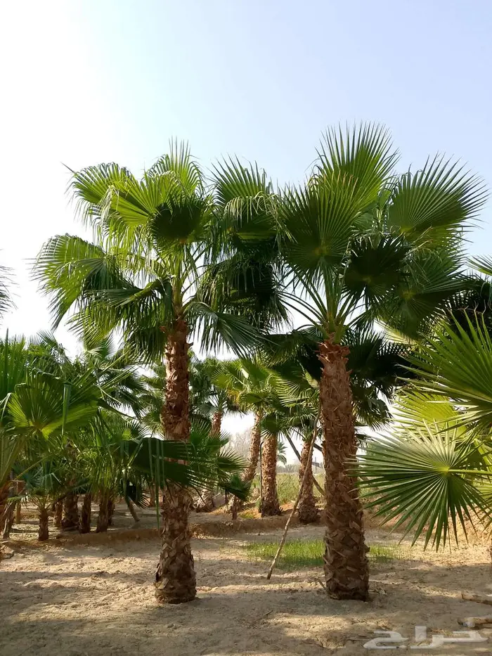 نخل واشنطني زينه 3
