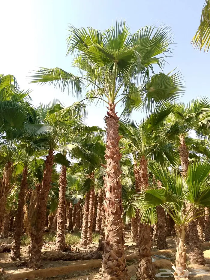 نخل واشنطني زينه 5