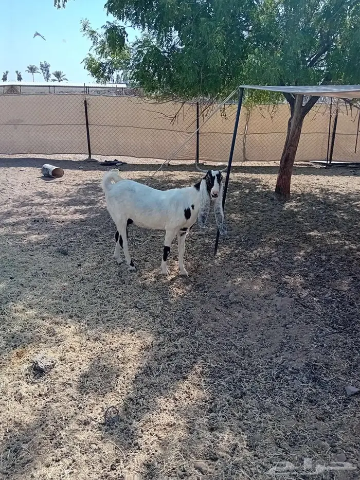 جفرة هولندية 0
