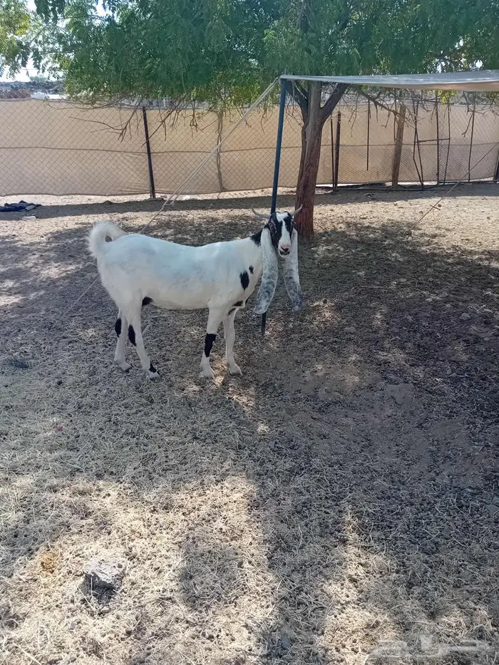 جفرة هولندية 2