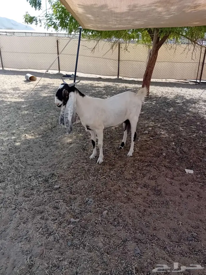 جفرة هولندية 3