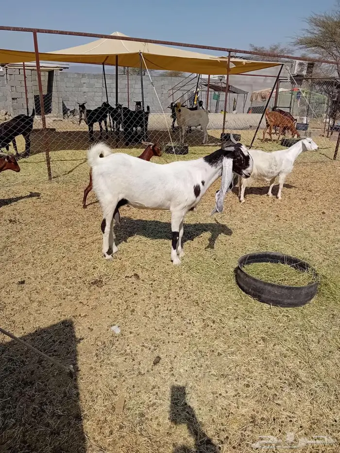 جفرة هولندية 4
