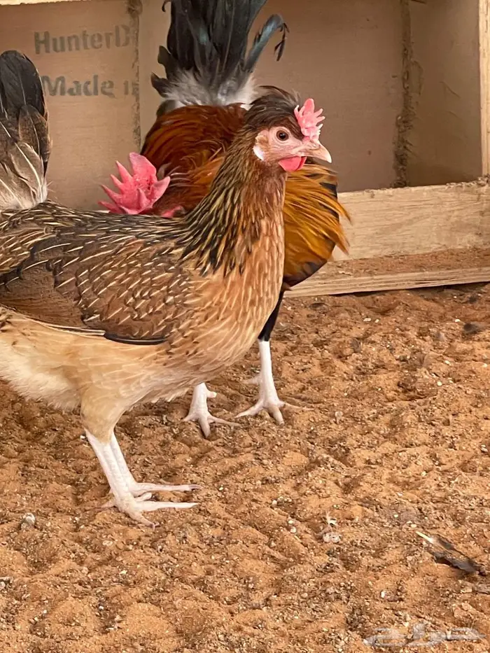 دجاج عربي اصيل 1