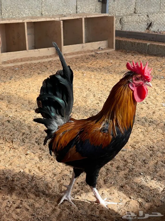 دجاج عربي اصيل 2