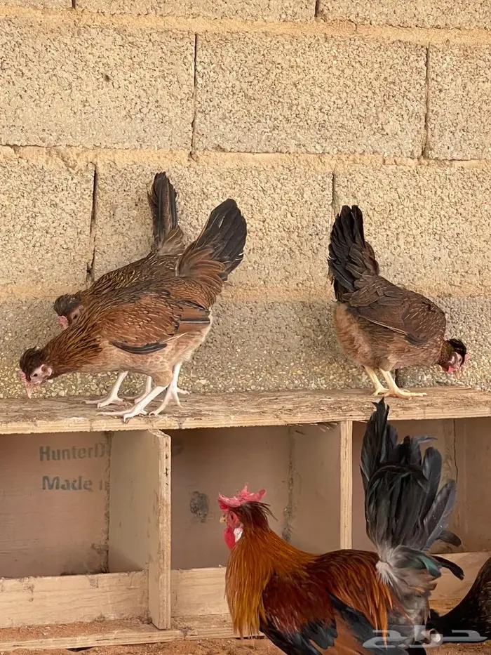 دجاج عربي اصيل 4