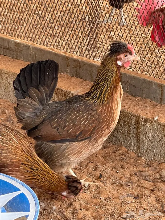 دجاج عربي اصيل 3