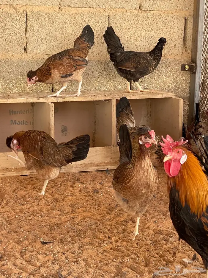 دجاج عربي اصيل 5