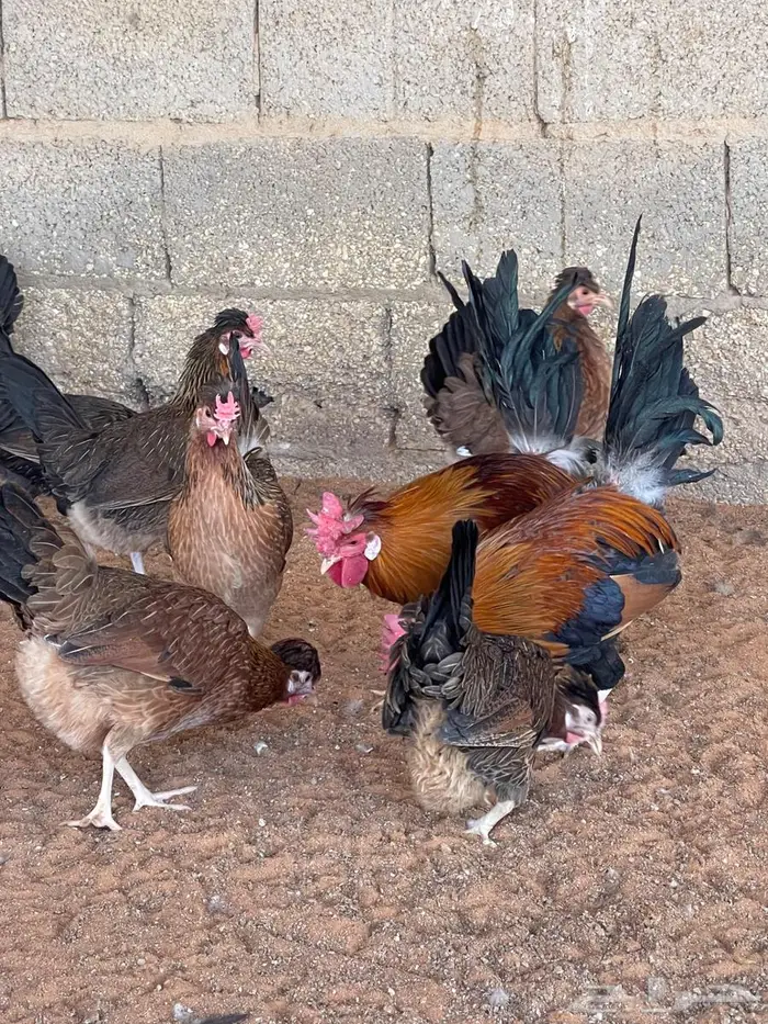 دجاج عربي اصيل 6