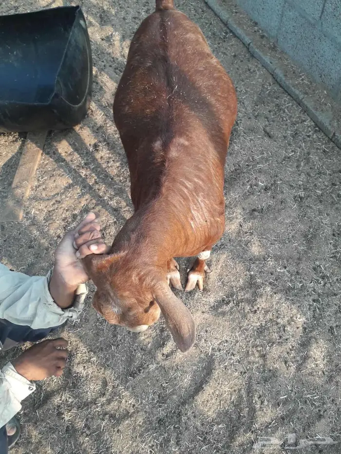 عنز حايل 0