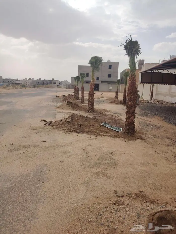 لدينا جميع انواع النخيل المثمره والزينه 2