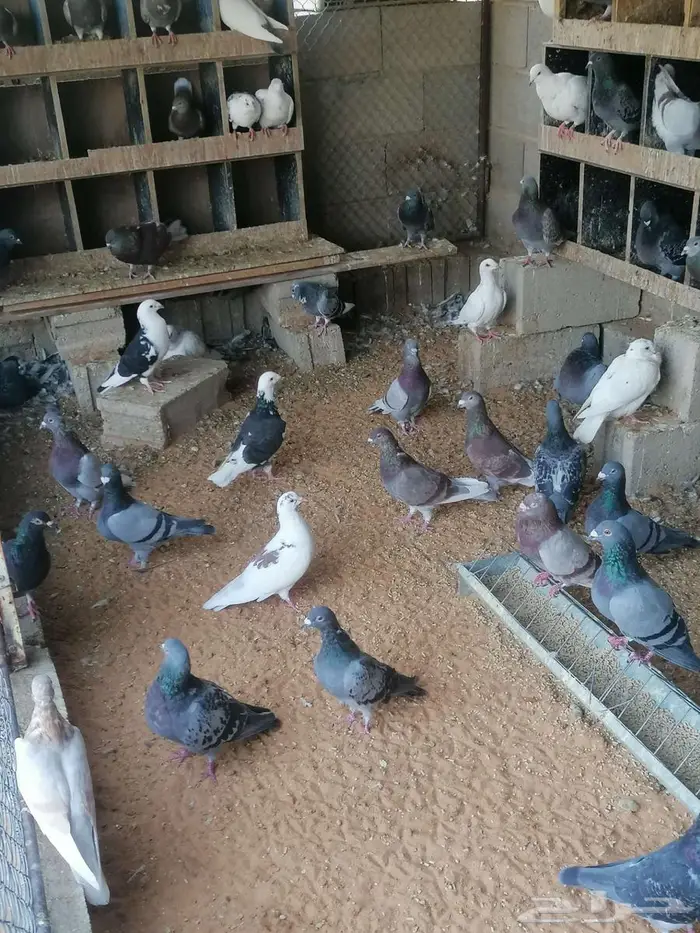 حمام للبيع 0