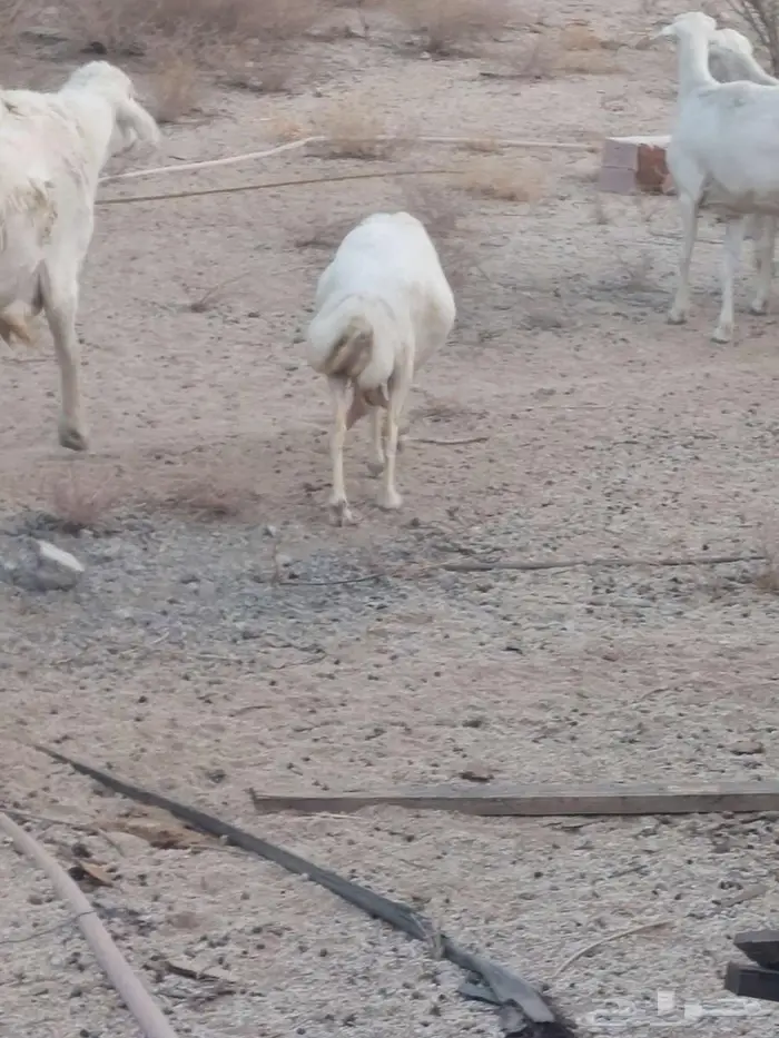 نعجة رفيدية 0