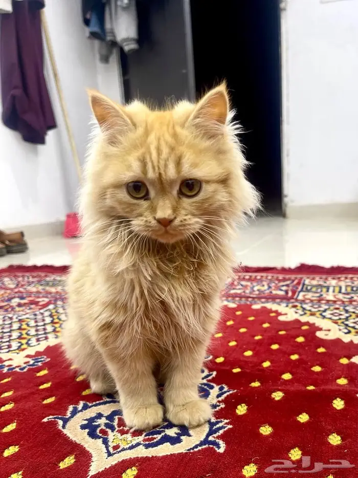 قطتين صغيرتين للبيع   Two small kittens for sale 1