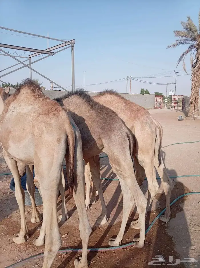 فرصة لتجار الجملة وأصحاب الحلال قعدان صومالية للجملة 2