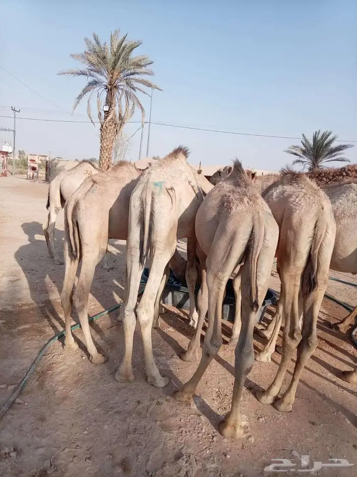 فرصة لتجار الجملة وأصحاب الحلال قعدان صومالية للجملة 3