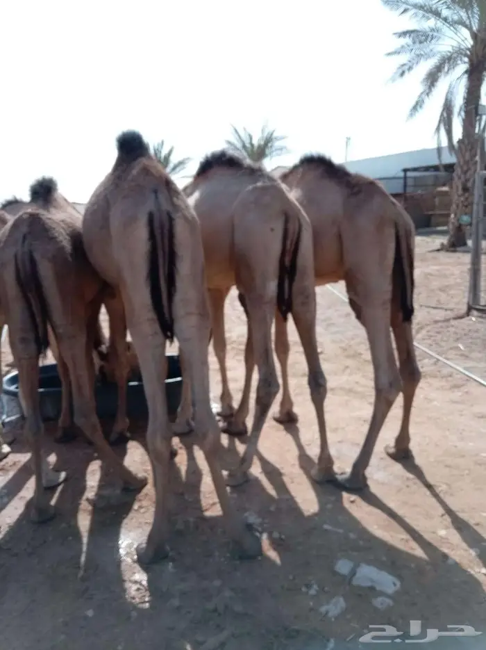 قعدان صومالي جمله وتفريد 1