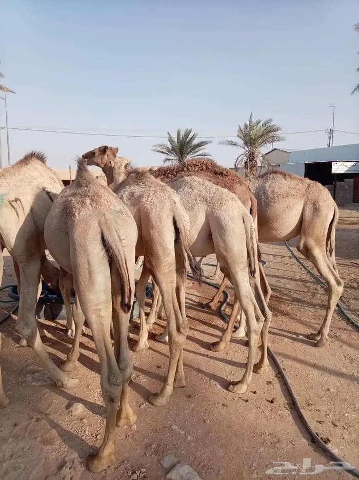 قعدان صومالي جمله وتفريد 4