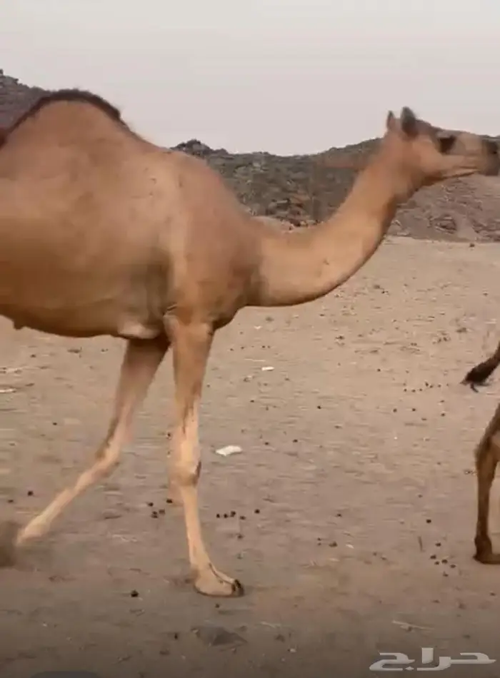 مراح ابل حمر للبيع خوات وبنات بعض 3