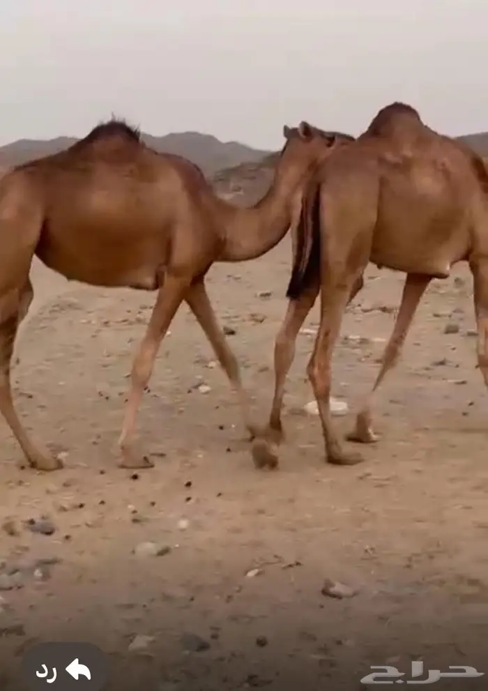 مراح ابل حمر للبيع خوات وبنات بعض 0