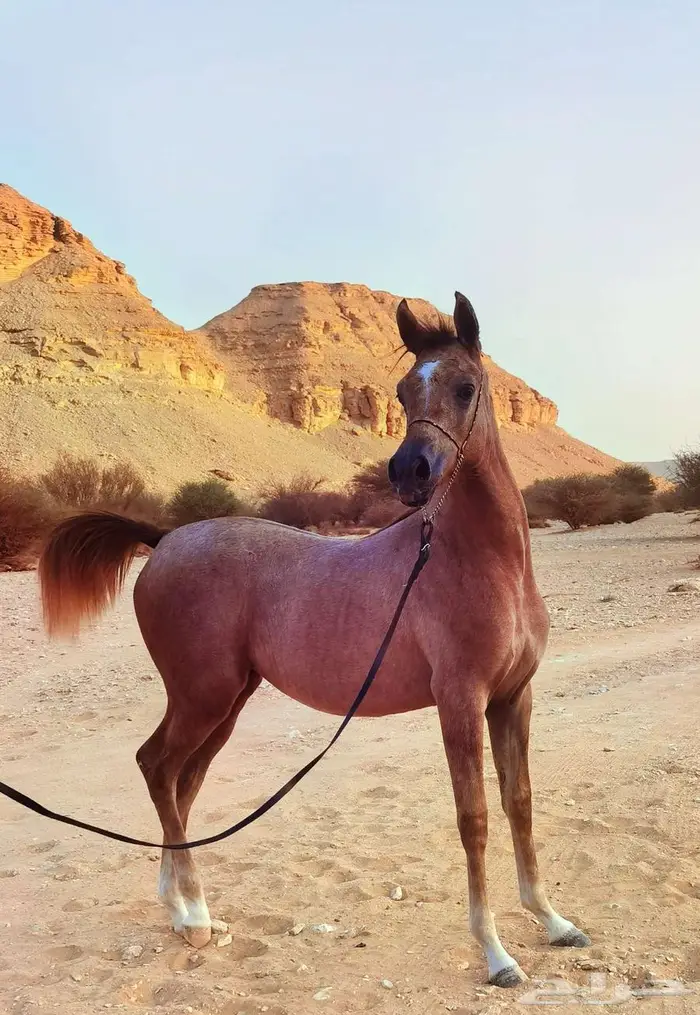 مهرة واهو جميلة 0
