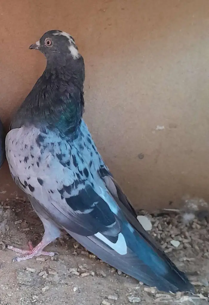 قطايف بالخرج 2