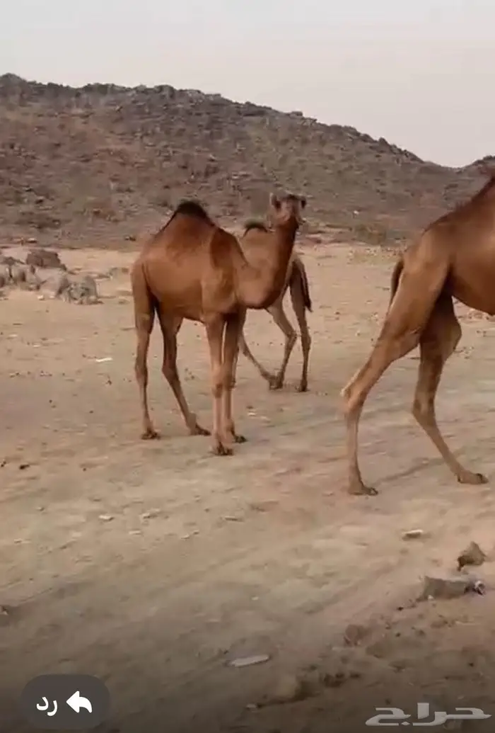 مراح ابل حمر للبيع خوات وبنات بعض 1