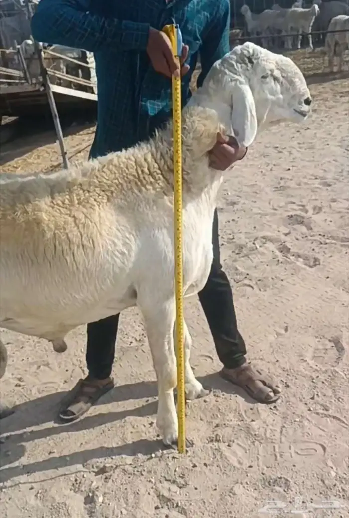 جذع جرم فاخر من الصياد في أملج -الحد موجود 0