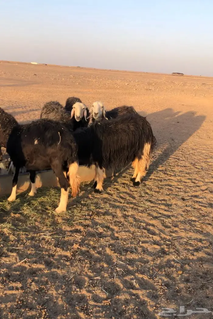 نجد للبيع 0