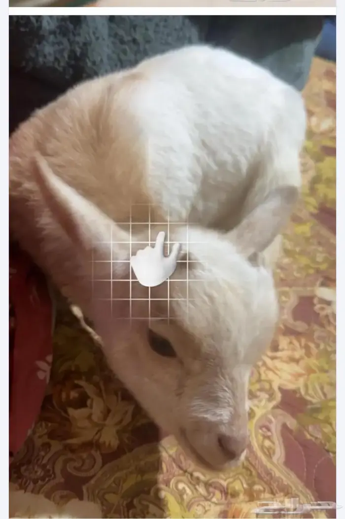 حائل 0