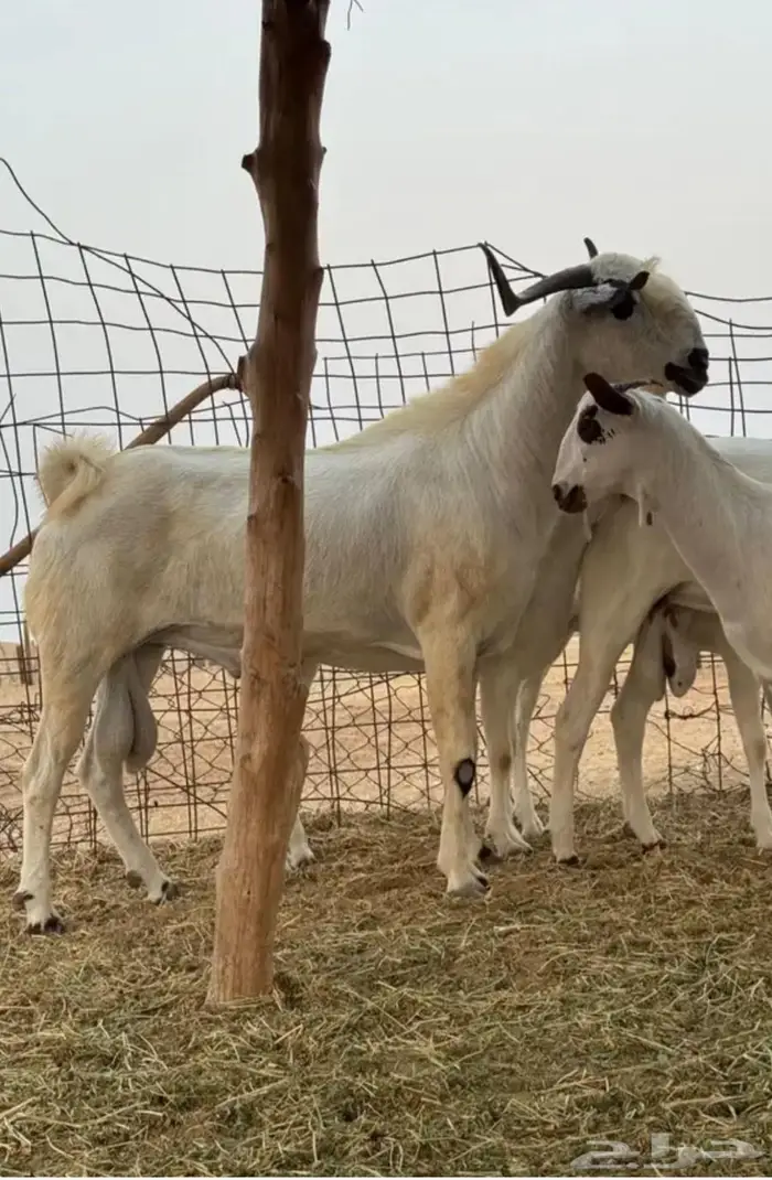 تيس بيشي اكحل صنف السن رباع 2